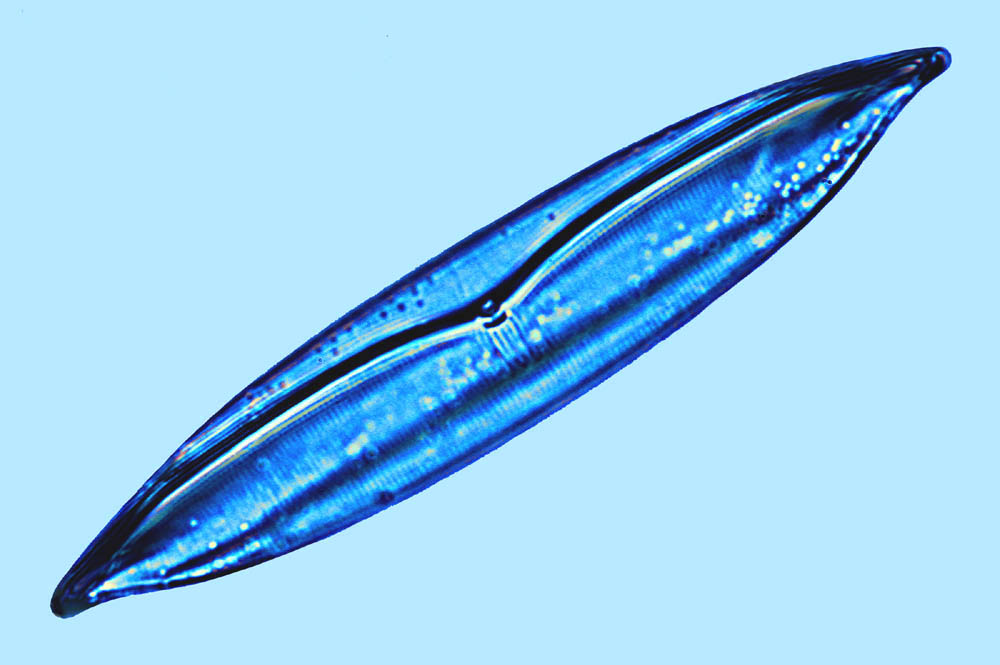 Plagiotropis lepidoptera