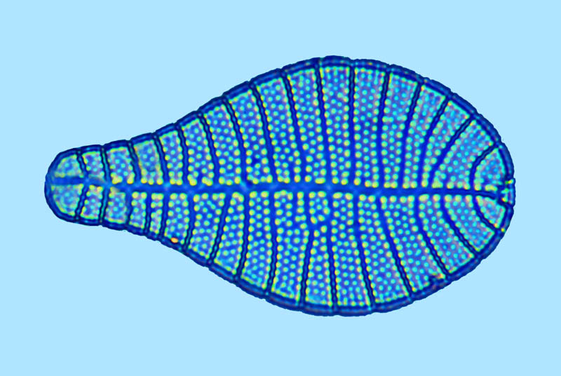 Podocystis americana