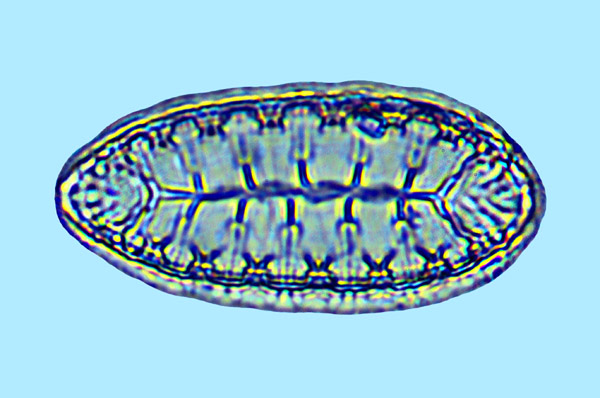 Surirella fluminensis