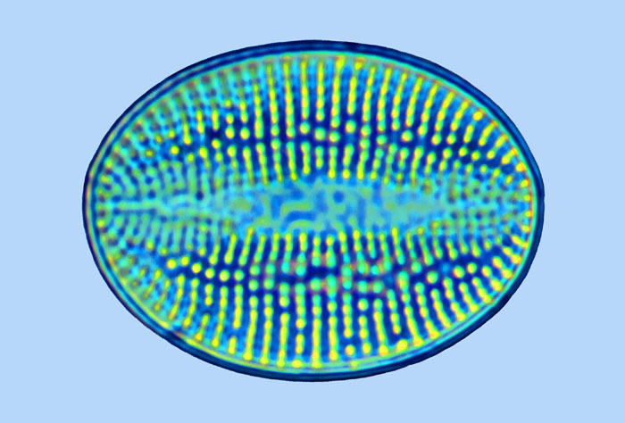 Cocconeis fluminensis