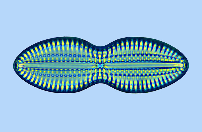 Diploneis crabro