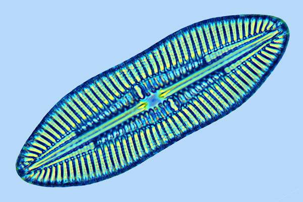 Diploneis fusca