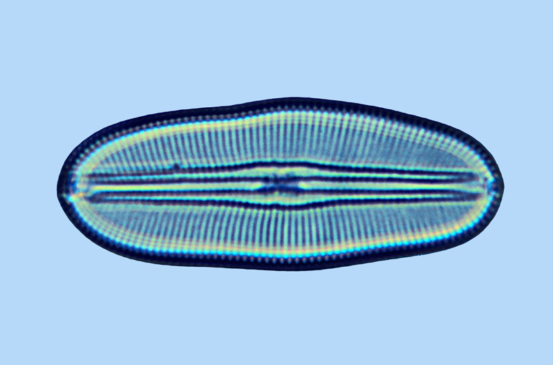 Diploneis litoralis