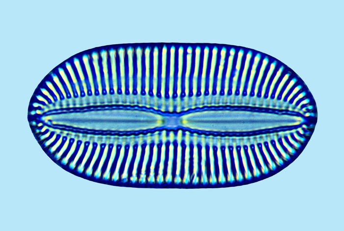 Diploneis suborbicularis