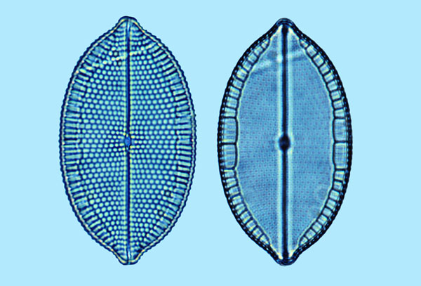 Mastogloia angulata