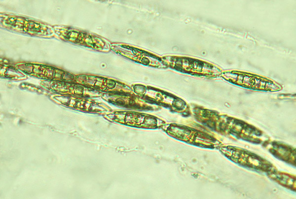 Navicula mollis