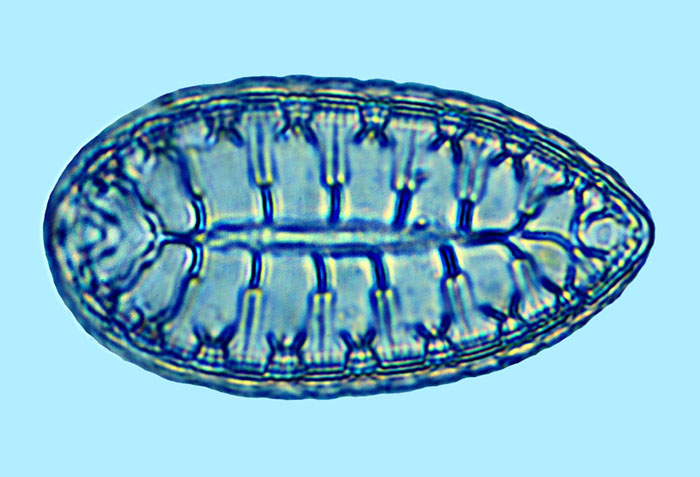 Surirella fluminensis