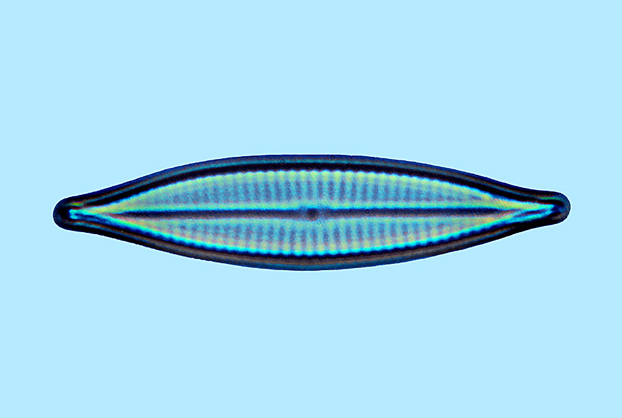 Navicula sp