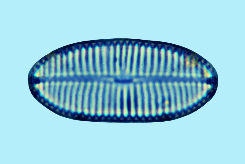 Navicula sp