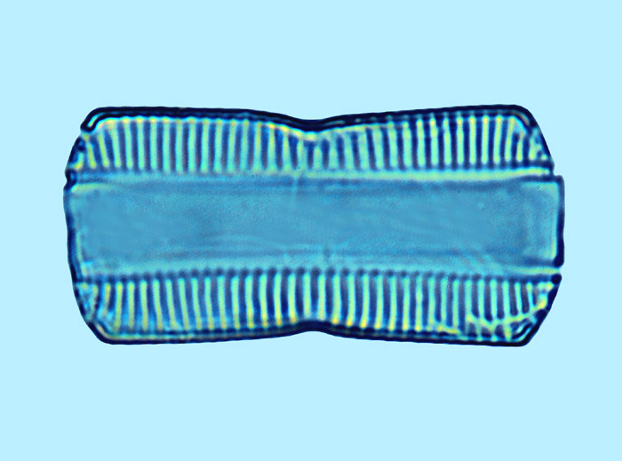 navicula bipustulata