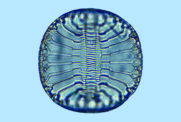 Campylodiscus thuretii