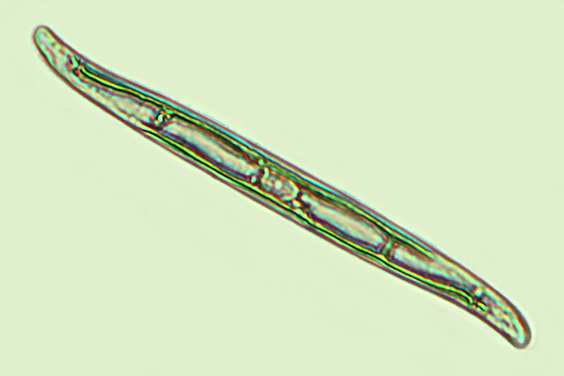 Grammatophora angulosa