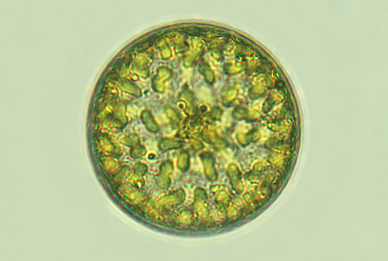 Actinocyclus subtilis