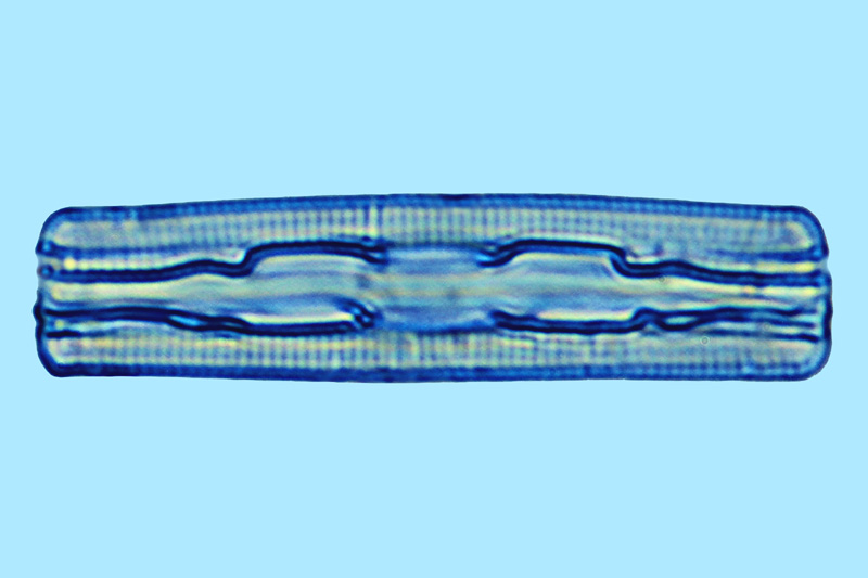 Grammatophora angulosa