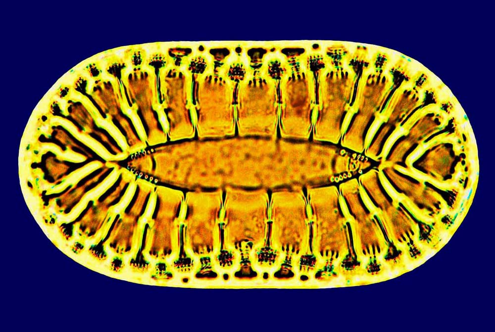 Surirella hybrida