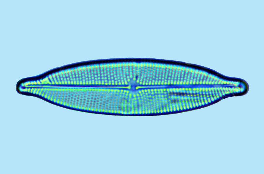 Cosmioneis pusilla