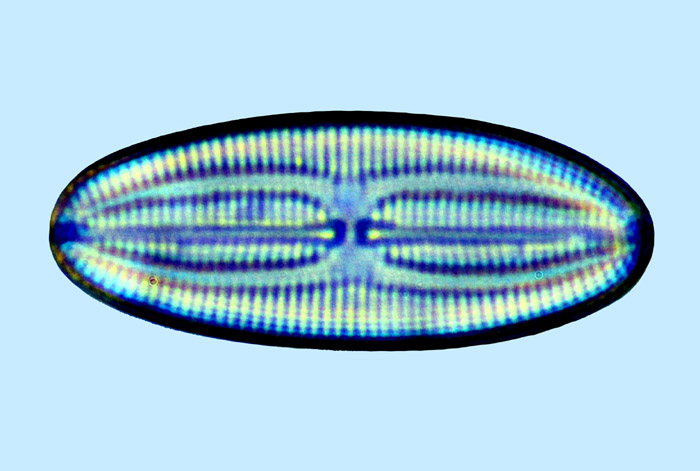 Fallacia forcipata