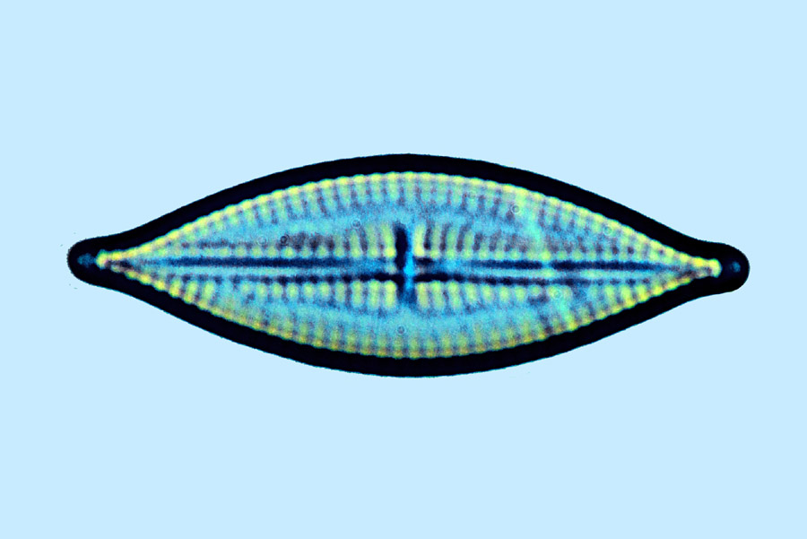 Fogedia geisslerae