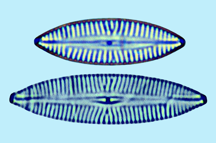 Navicula sp b