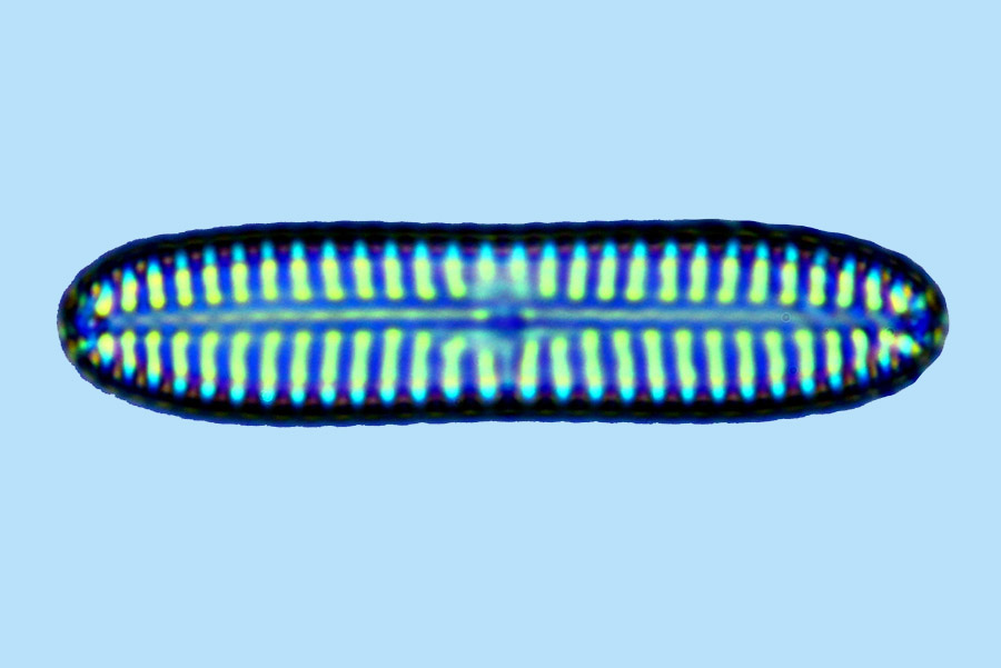 Navicula sp