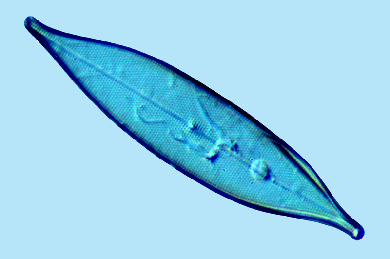 Pleurosigma sp