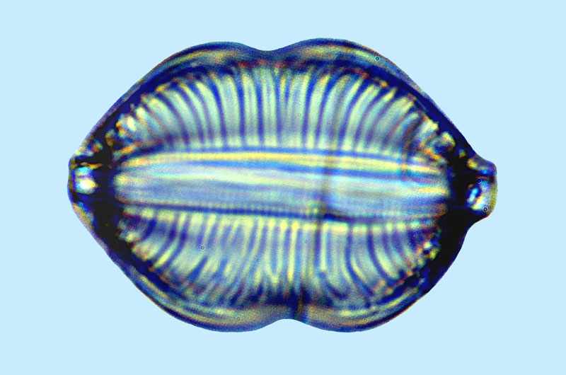 Protokeelia cholnokyana