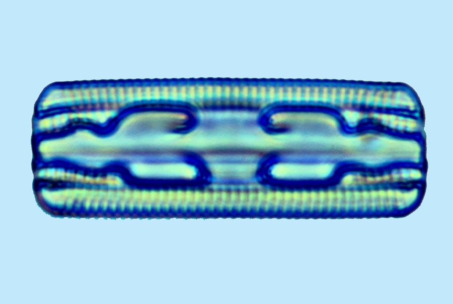 Grammatophora angulosa