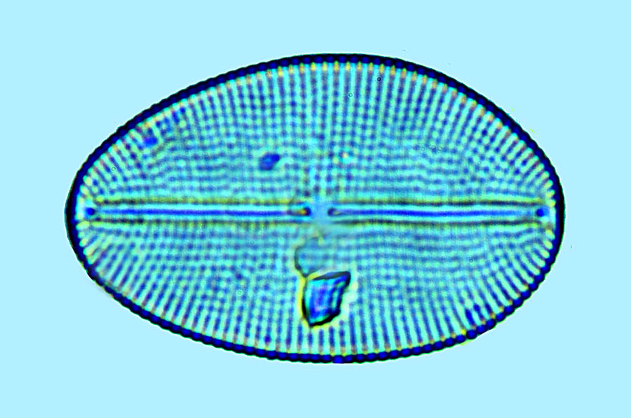 Cocconeiopsis fraudulenta