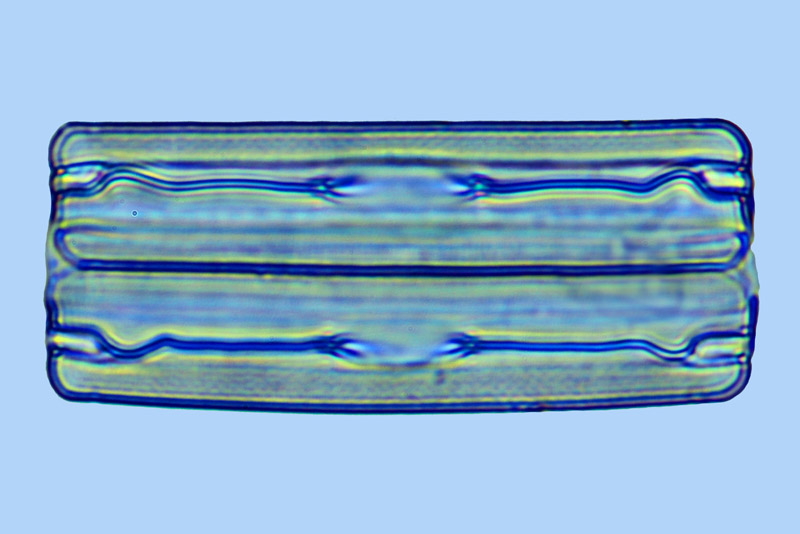Fallacia Grammatophora oceanica