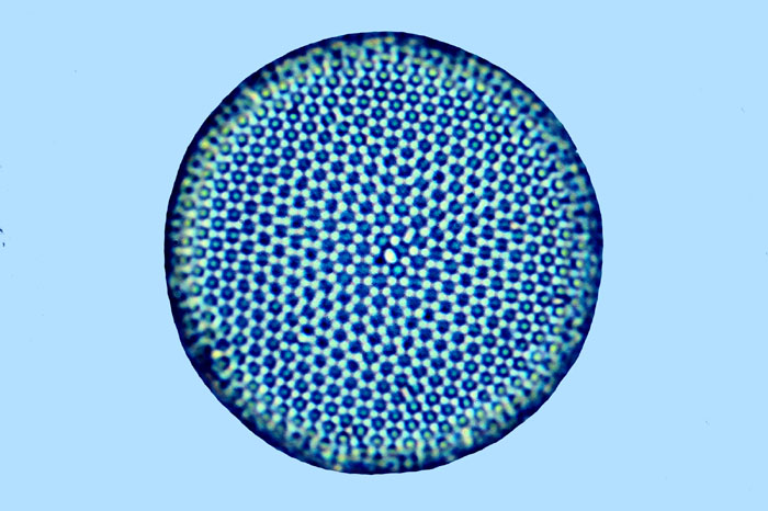 Raphoneis Thalassiosira tenera