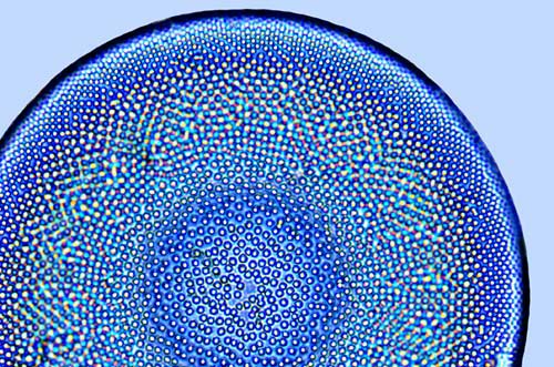 Diversantilles Actinocyclus octonarius