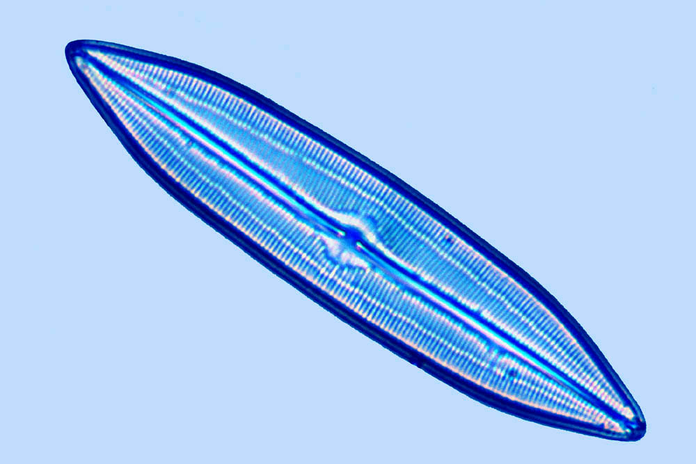 Diversantilles Caloneis liber elongata