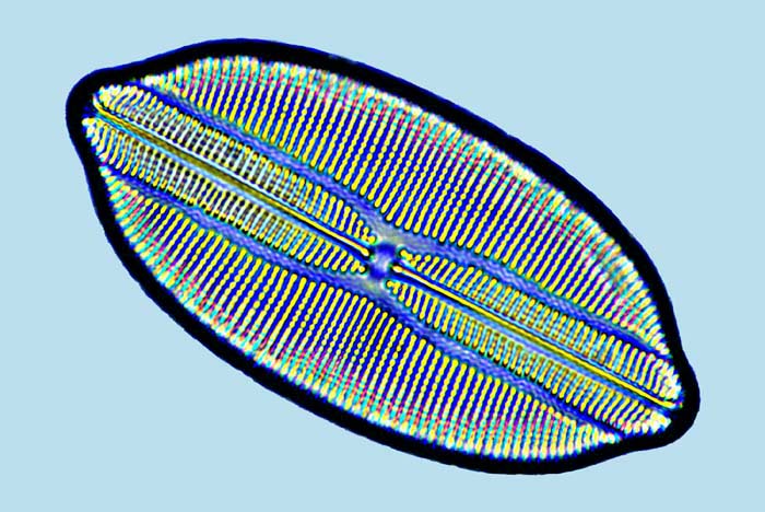 Diamagal Lyrella lyra