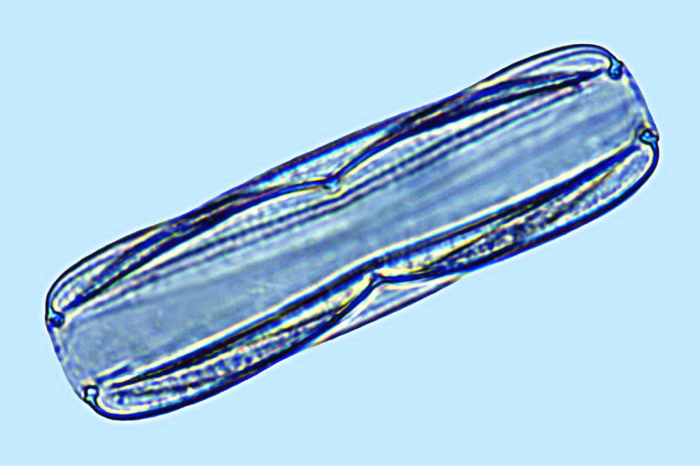 Plagiotropis gibberula