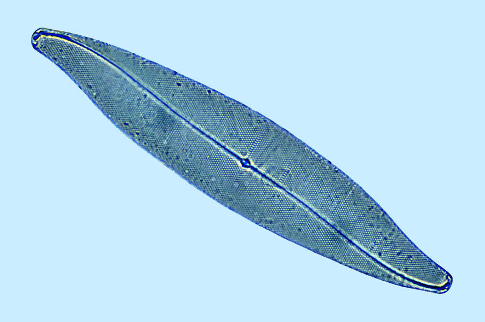 Pleurosigma marinum
