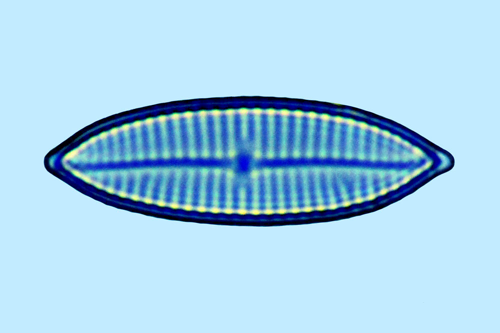 Navicula hamiltonii