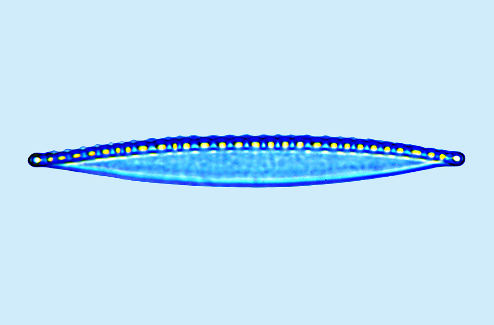 Saumatdeux Nitzschia vitrea