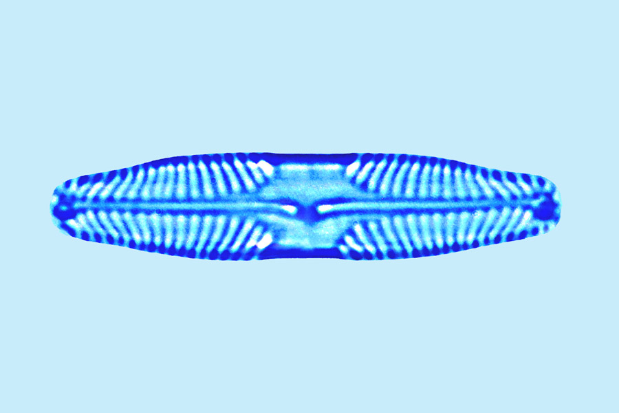 Pinnularia brebissonii
