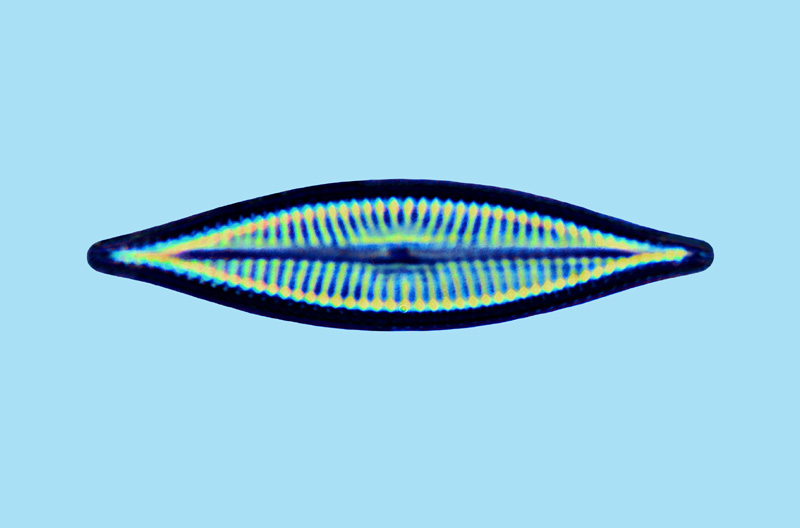 Navicula cryptocephala