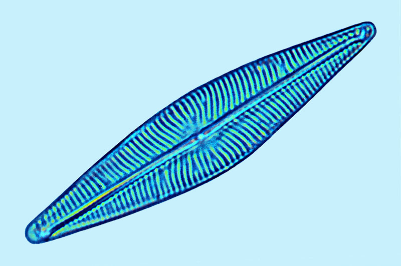 Navicula cryptocephala