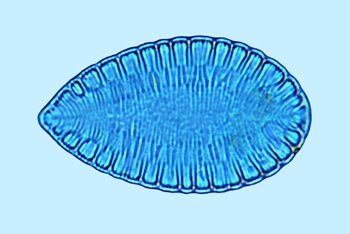 Surirella ovata