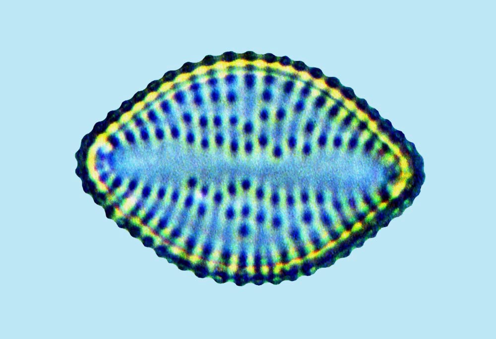 Delphineis surirella