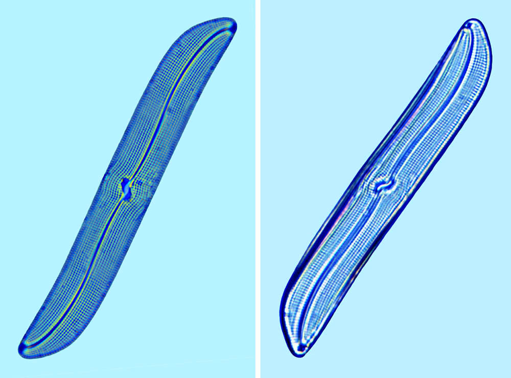 Gyrosigma perthense