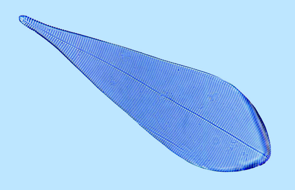 Diamagal Licmophora ehrenbergii