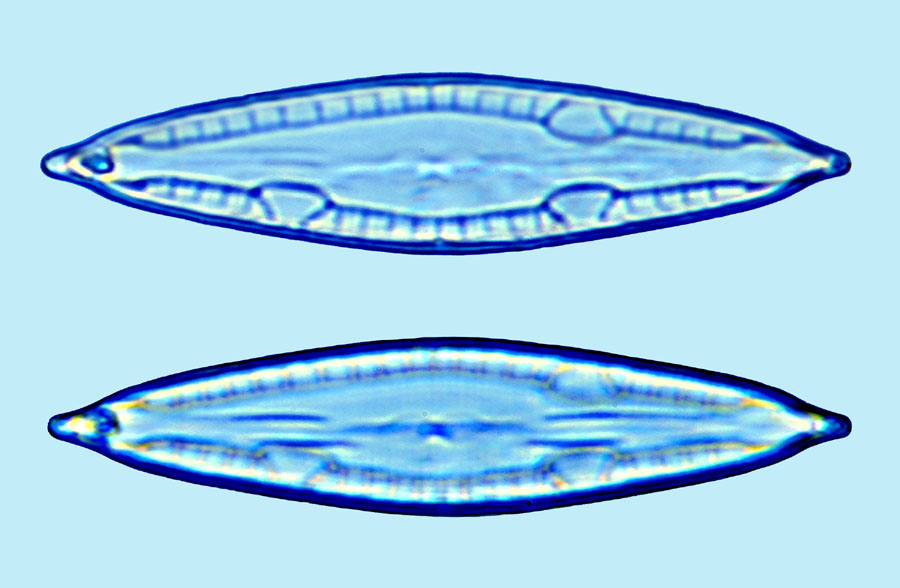 Mastogloia erythraea