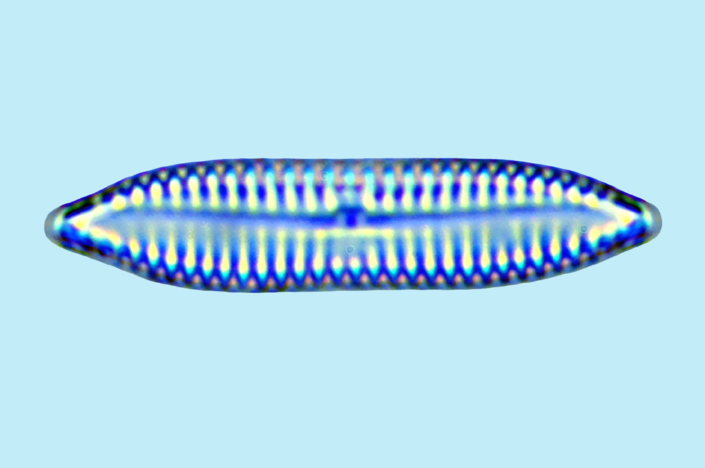 Navicula bipustulata