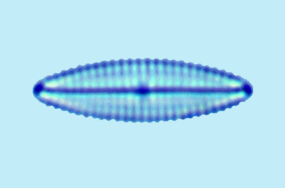 Navicula consentanea