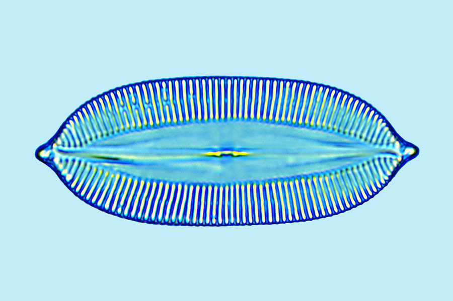Navicula palpebralis