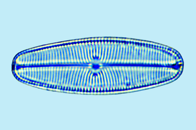 Navicula sp