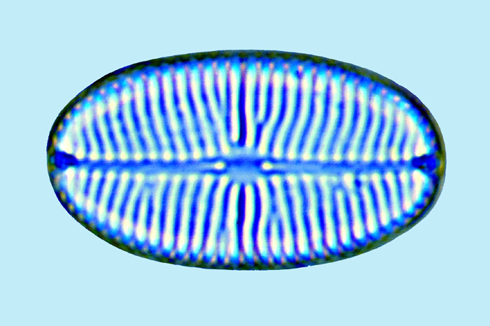 Navicula sp
